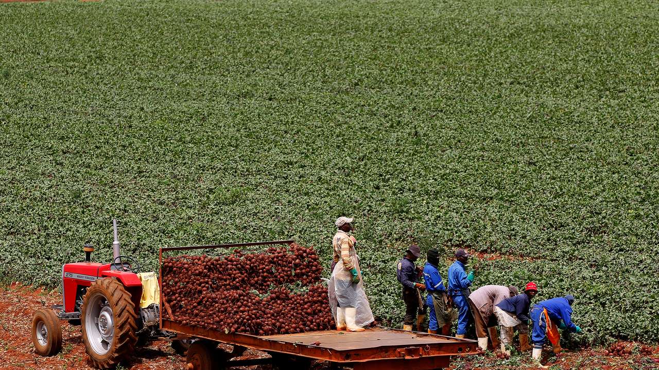 Farm workers load beetroots onto a tractor at a farm in Klippoortie, east of Johannesburg November 21, 2012.     REUTERS/Siphiwe Sibeko (SOUTH AFRICA - Tags: AGRICULTURE)