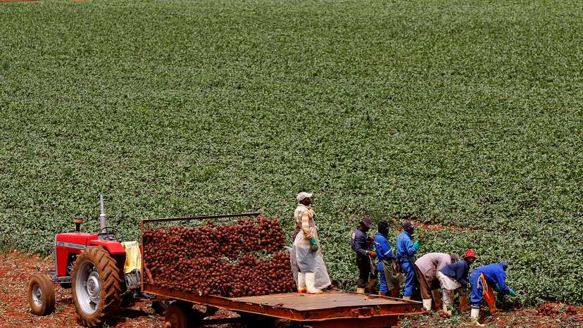 Farm workers load beetroots onto a tractor at a farm in Klippoortie