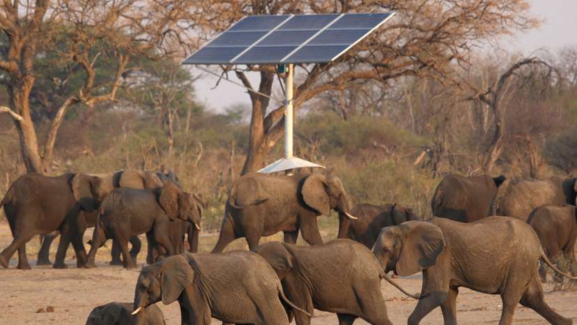 FILE PHOTO: A group of elephants walk near a solar panel at a watering hole inside Hwange National Park