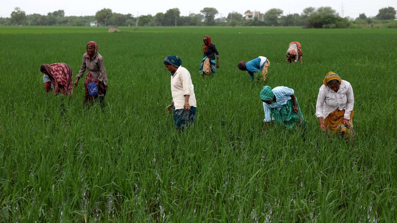 Farmers remove grass from a paddy field on the outskirts of Ahmedabad