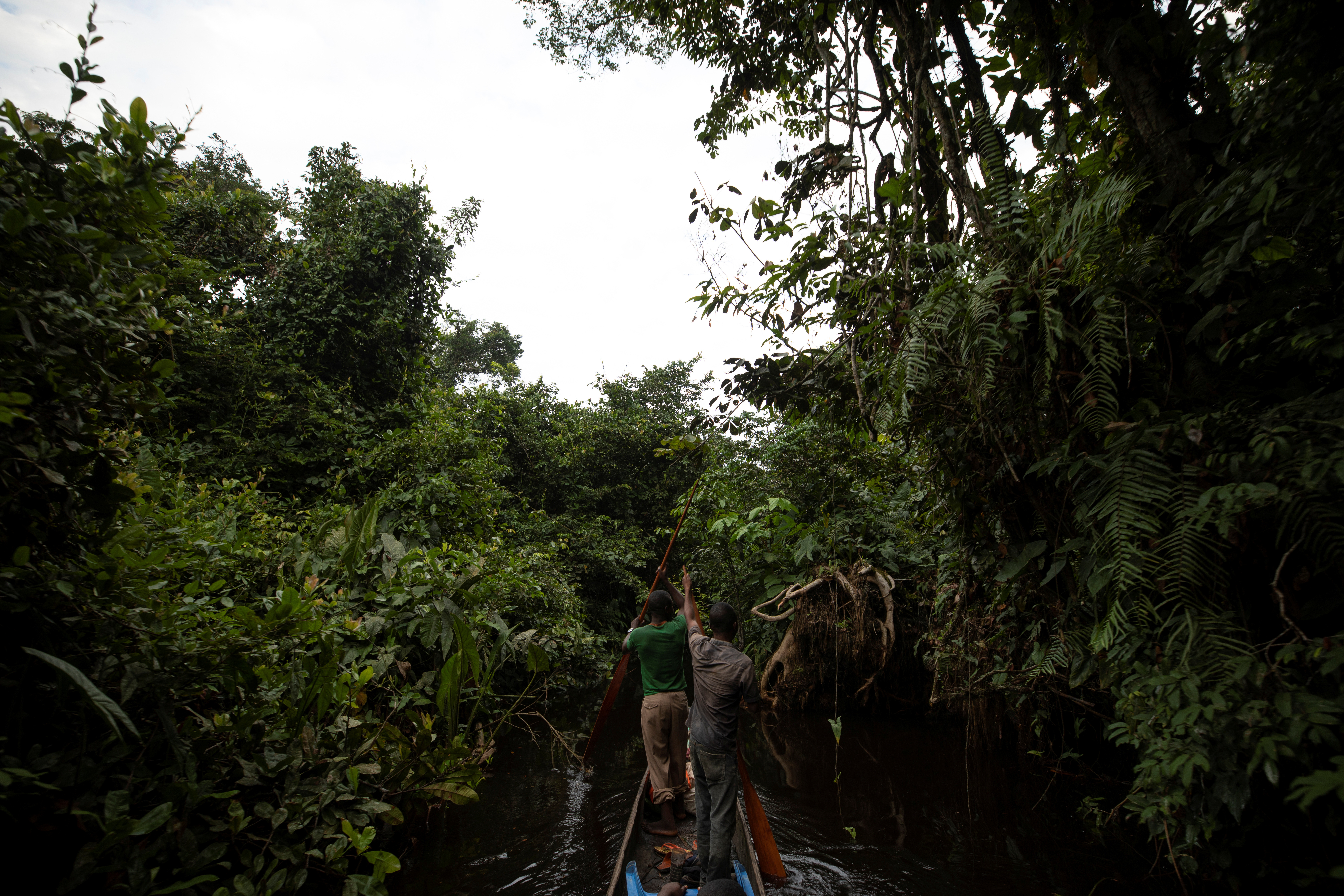 Sadate (R) and Papy paddle along a small river on the way to their campsite in the forest near Mbandaka