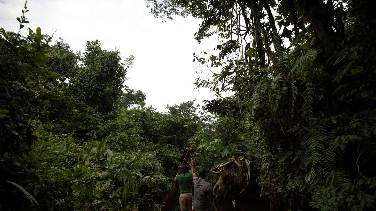 Sadate (R) and Papy paddle along a small river on the way to their campsite in the forest near Mbandaka