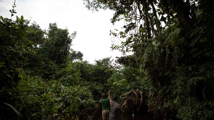 Sadate (R) and Papy paddle along a small river on the way to their campsite in the forest near Mbandaka