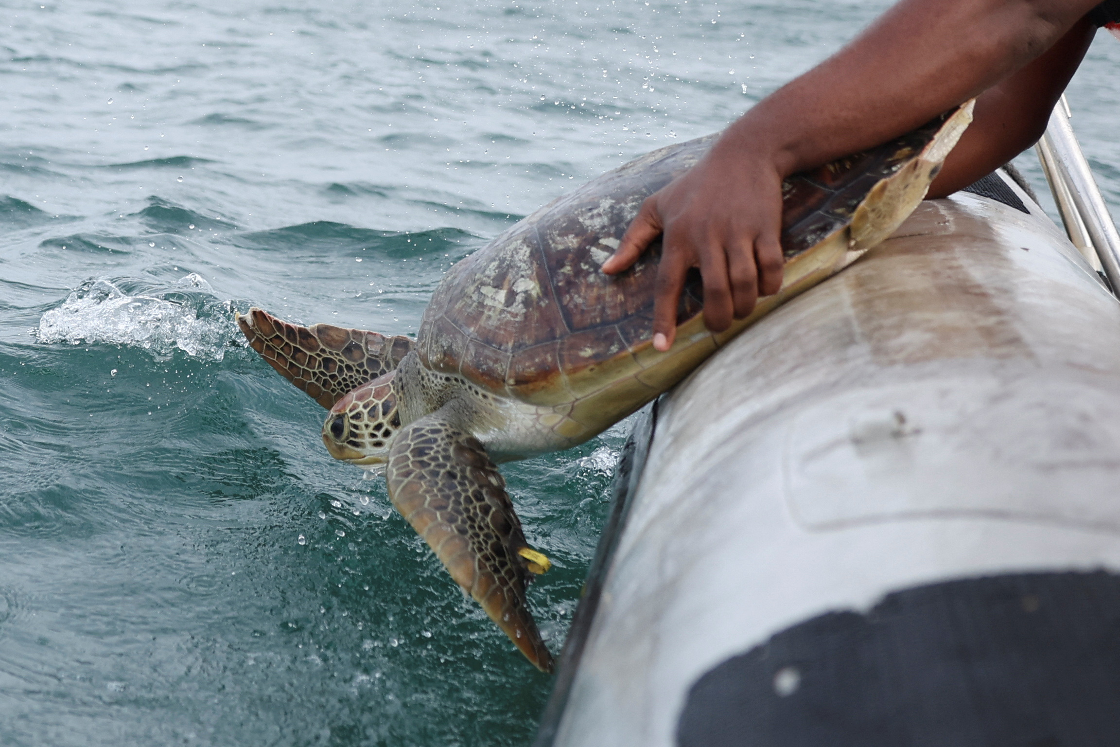 Conservationists fight to save Nigeria's sea turtles from pollution and poachers