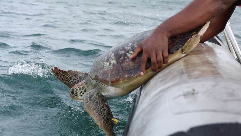 Conservationists fight to save Nigeria's sea turtles from pollution and poachers