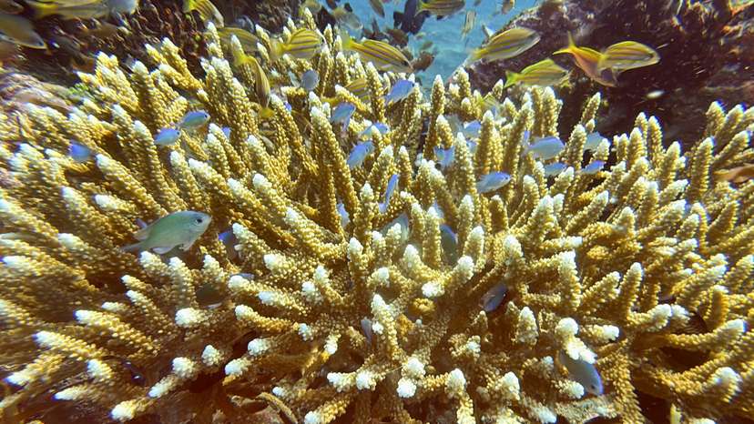 Coral bleaching in Bali
