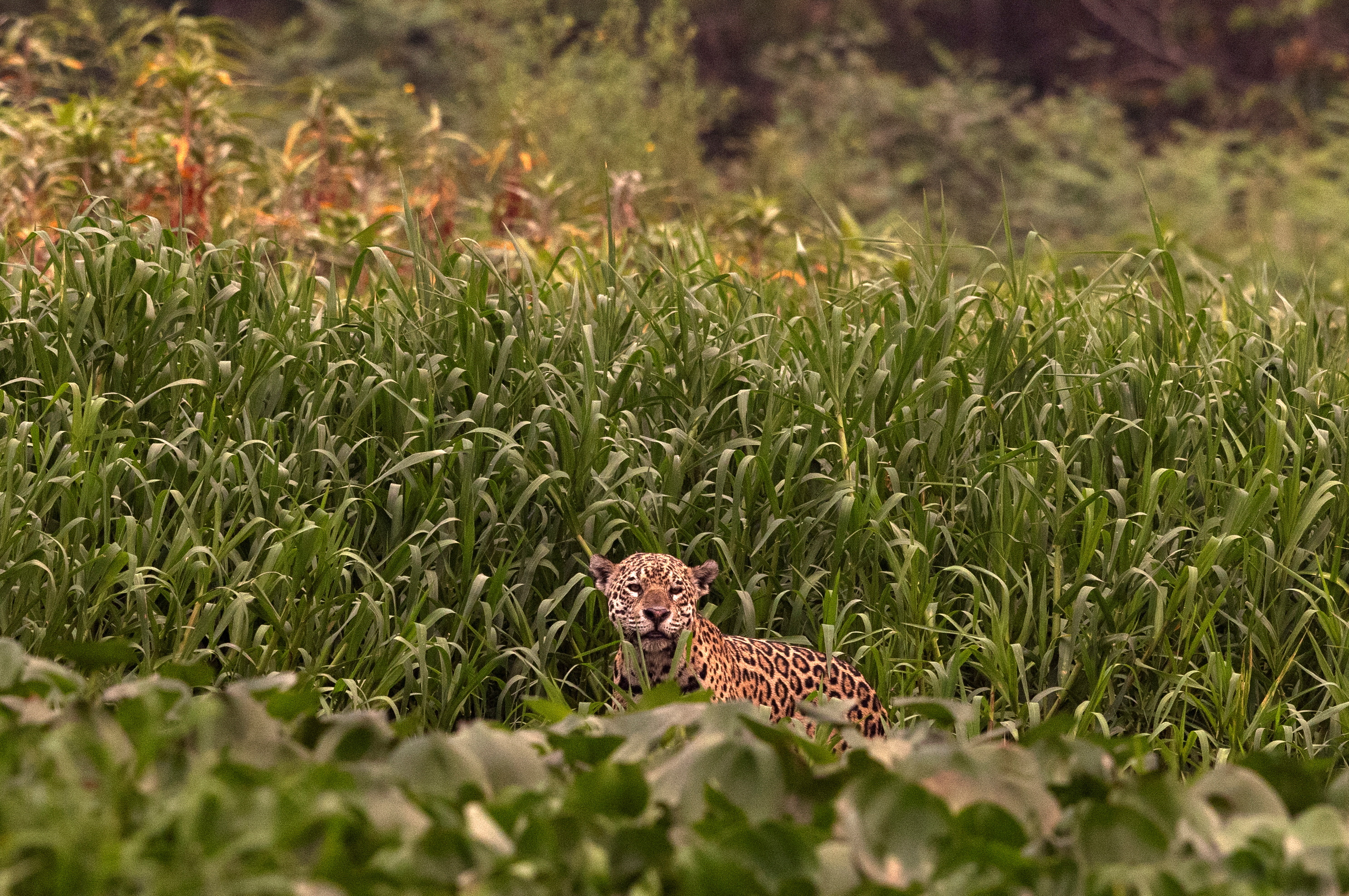 Caiman-eating jaguars survive fires in Brazil's Pantanal wetlands
