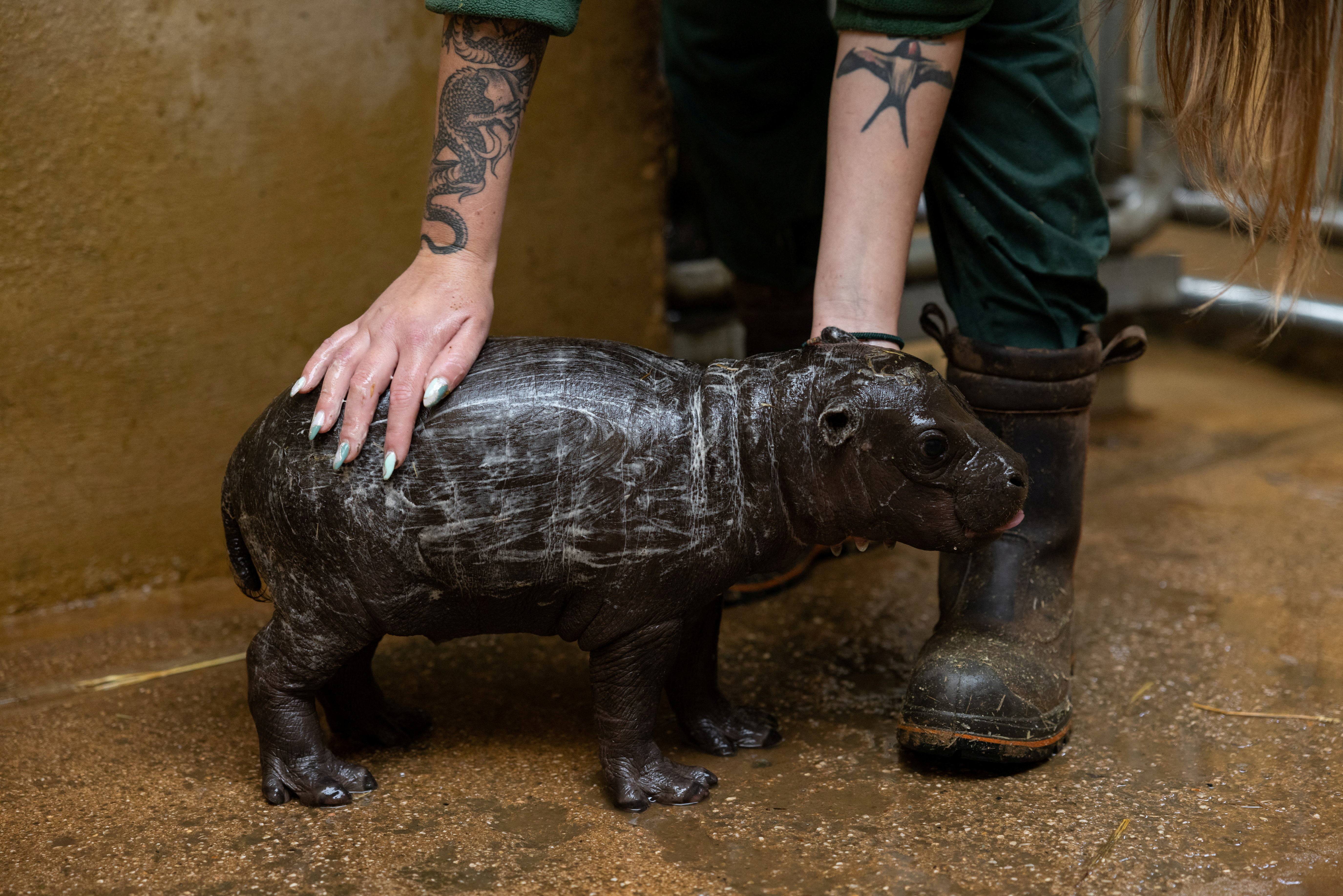 Rare pigmy hippo is born at the Attica Zoological Park near Athens