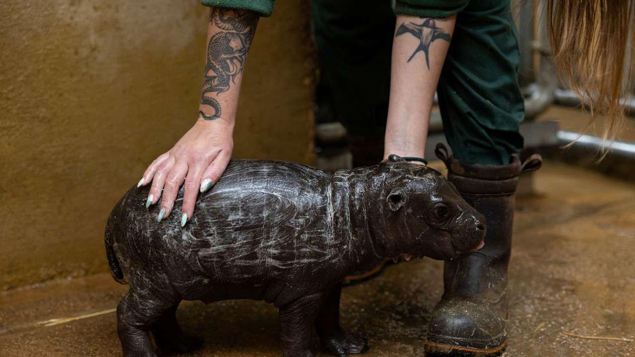 Rare pigmy hippo is born at the Attica Zoological Park near Athens