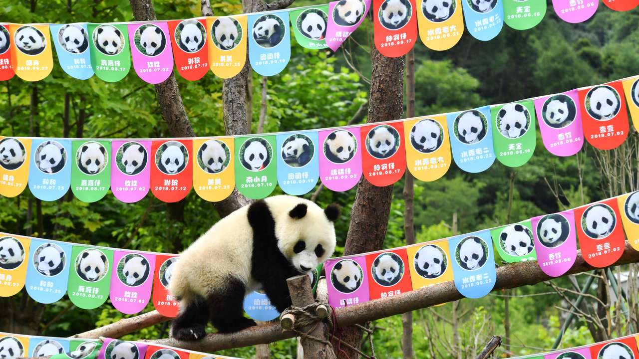 Giant panda cub plays on tree branches surrounded by photos of giant panda cubs who were born in 2018 during a birthday celebration in Wolong