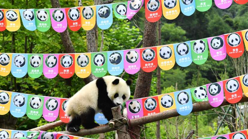 Giant panda cub plays on tree branches surrounded by photos of giant panda cubs who were born in 2018 during a birthday celebration in Wolong