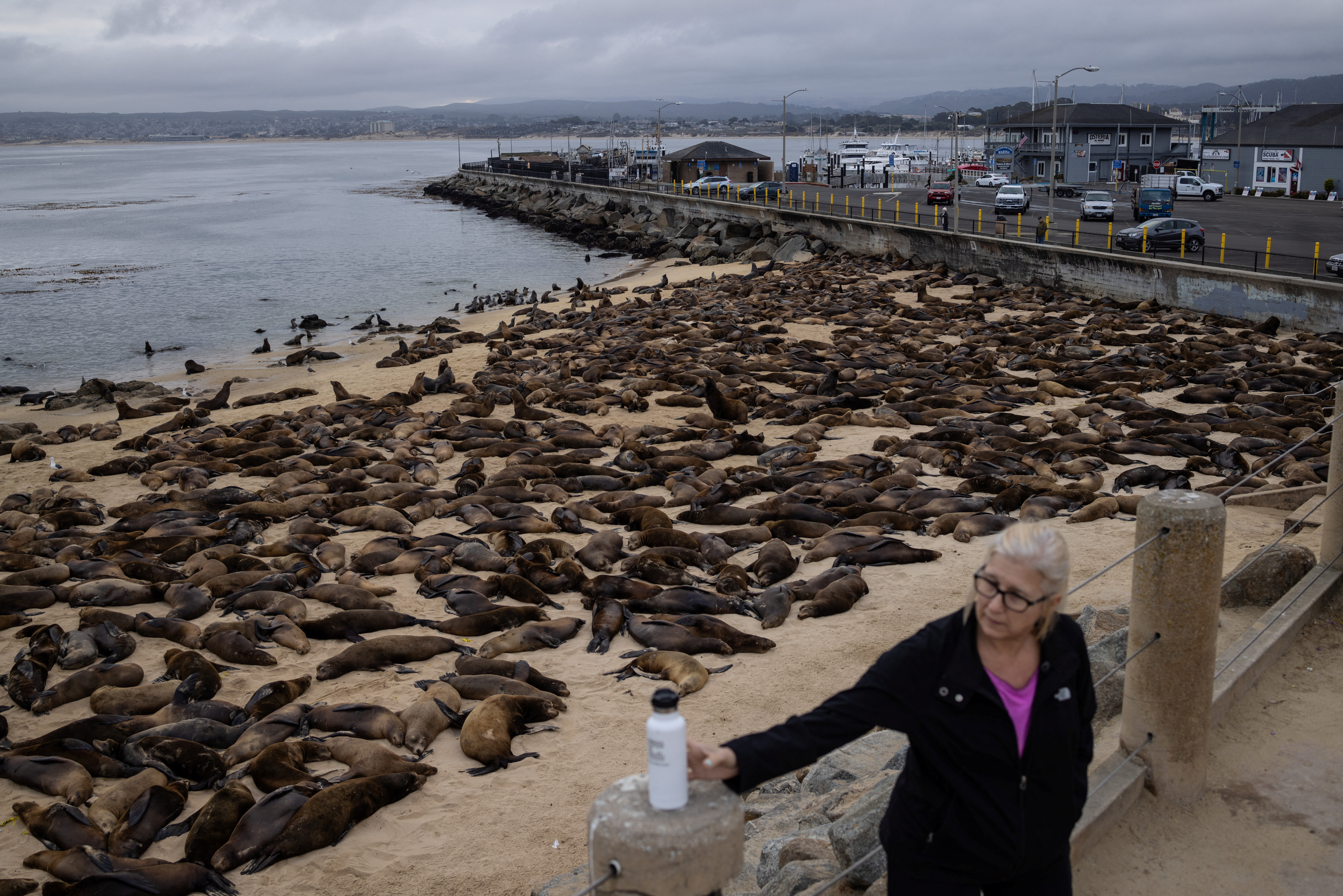 Sea lion invasion closes Monterey Beach, California