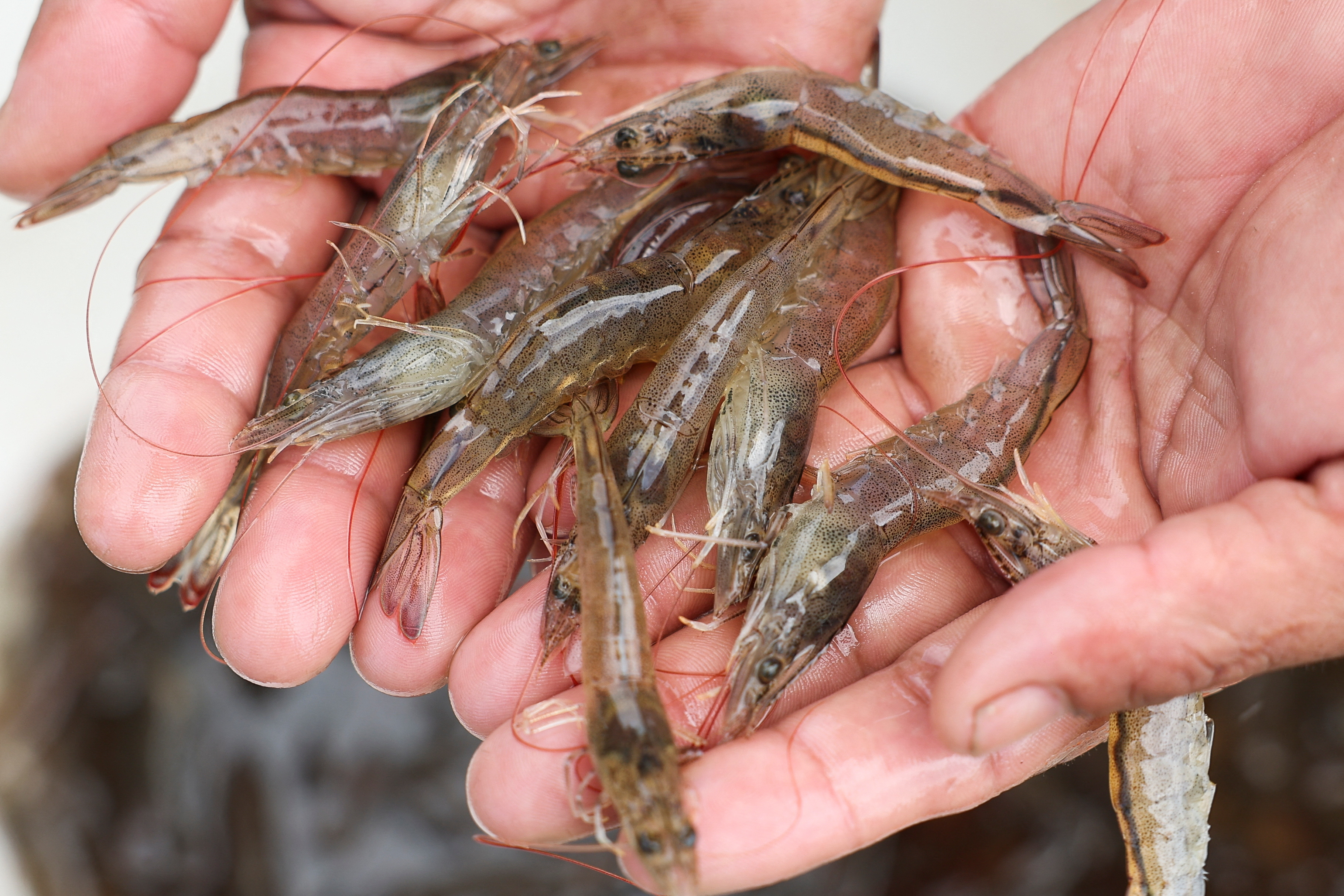 A worker shows live shrimps at Ujung Kulon Sukses Makmur Abadi, a shrimp farms company in Pandeglang
