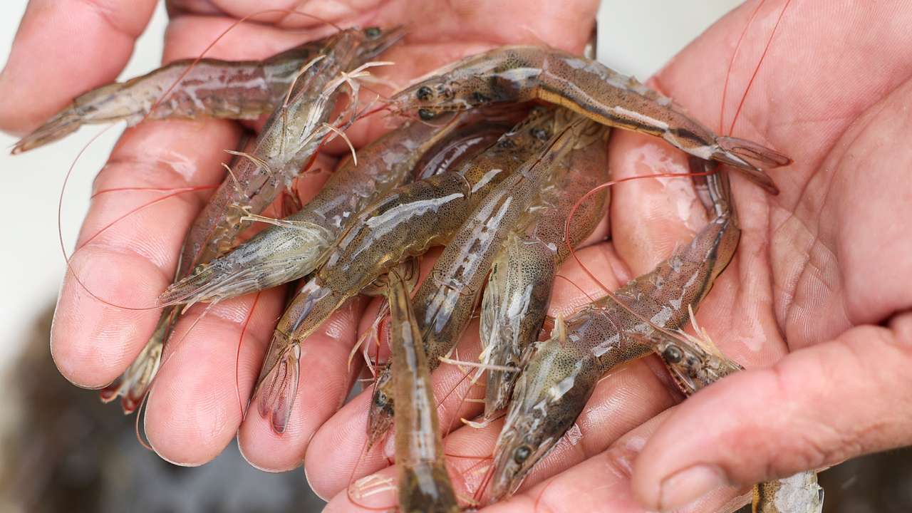 A worker shows live shrimps at Ujung Kulon Sukses Makmur Abadi, a shrimp farms company in Pandeglang