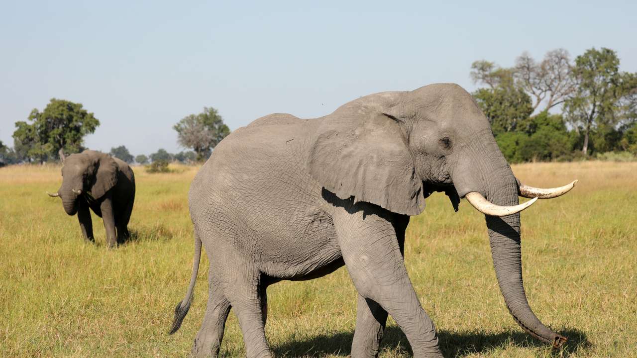 FILE PHOTO: A pair of male elephants is seen in the Okavango Delta