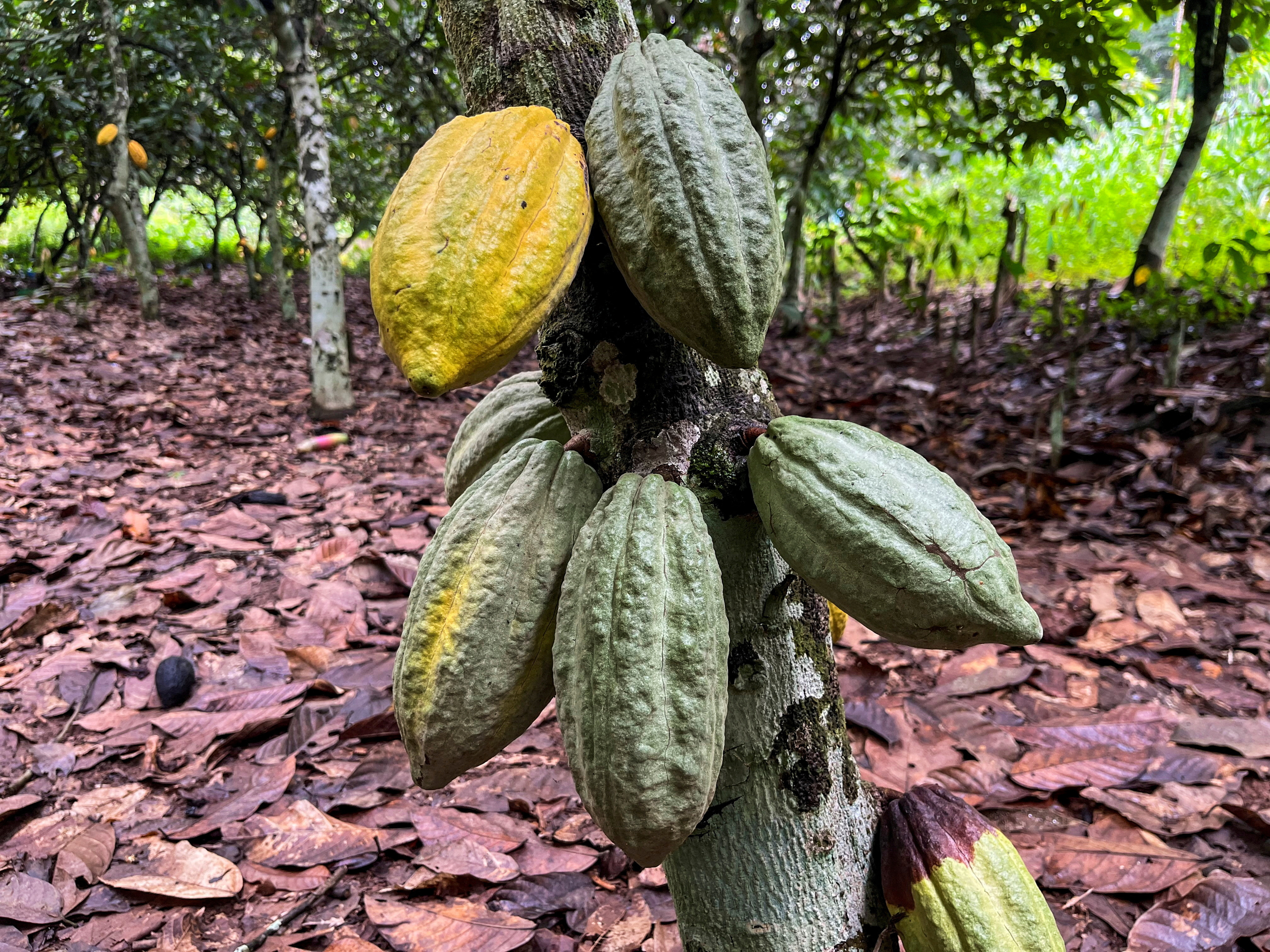 FILE PHOTO: Farmers work at a cocoa farm in Daloa
