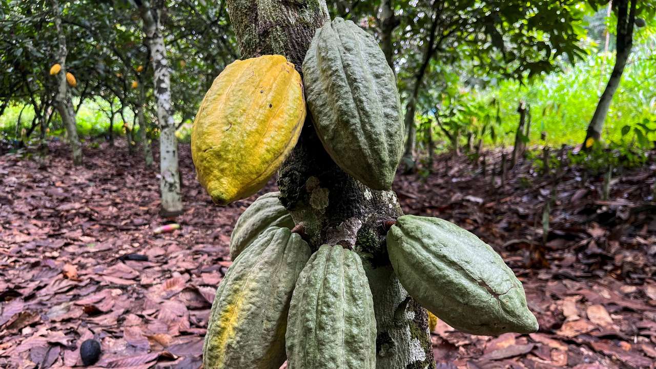 FILE PHOTO: Farmers work at a cocoa farm in Daloa