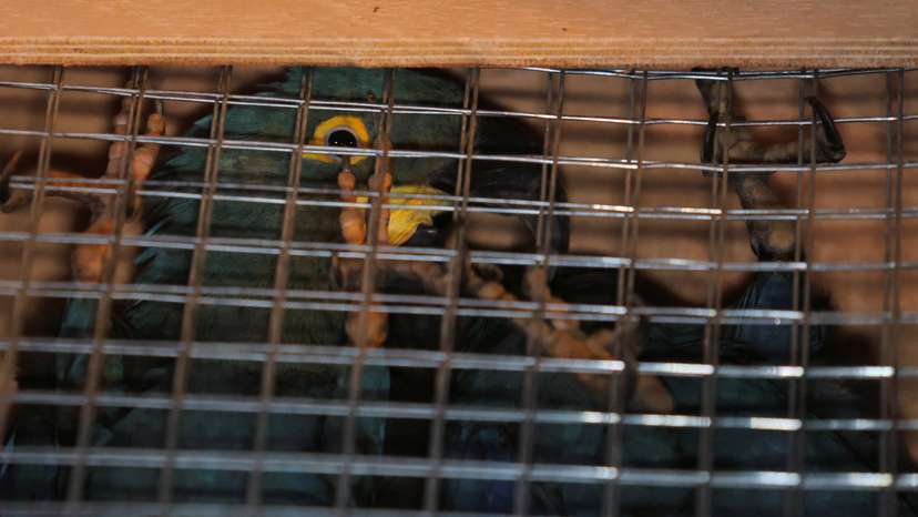 Brazil repatriate stolen Lear's macaws