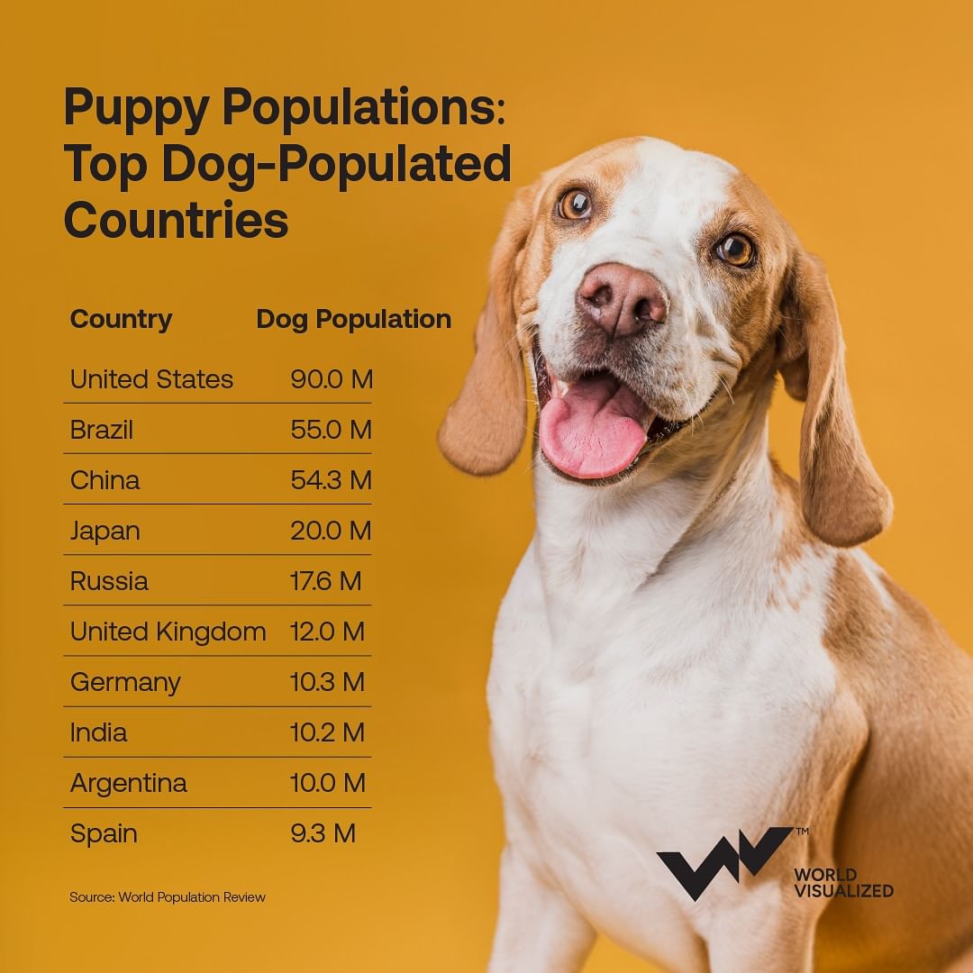 Dogs are more than just pets—they’re family, protectors, and cultural icons.  The U.S. leads with 90 million pet dogs, where the Labrador Retriever reigns supreme. In Brazil, the Fila Brasileiro is the national pr