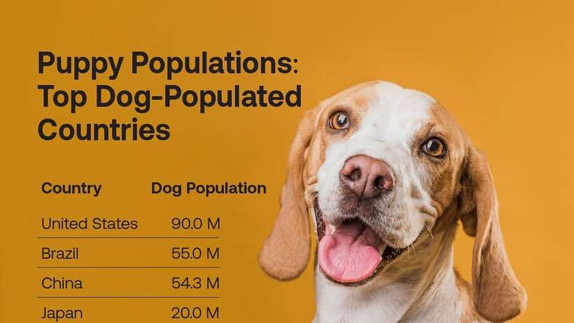 Dogs are more than just pets—they’re family, protectors, and cultural icons. The U.S. leads with 90 million pet dogs, where the Labrador Retriever reigns supreme. In Brazil, the Fila Brasileiro is the national pr