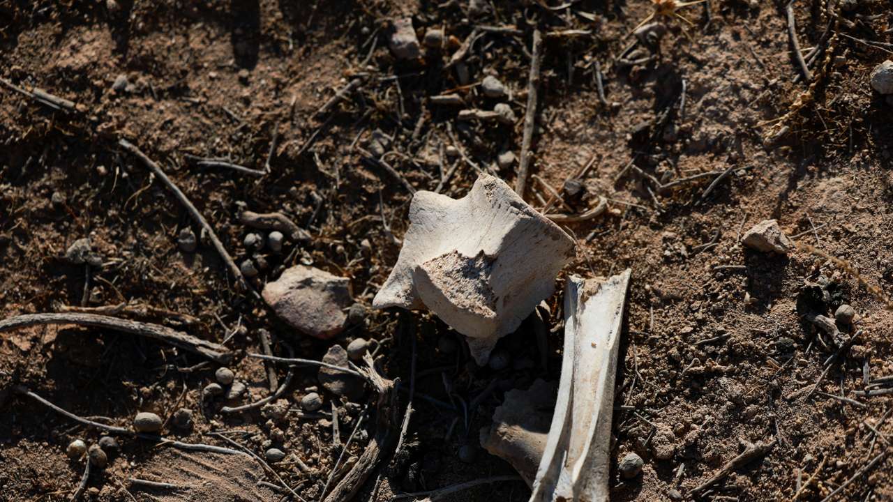 Bones are seen at the site of a mass grave, in Najha