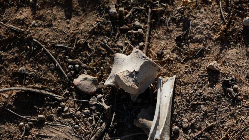 Bones are seen at the site of a mass grave, in Najha