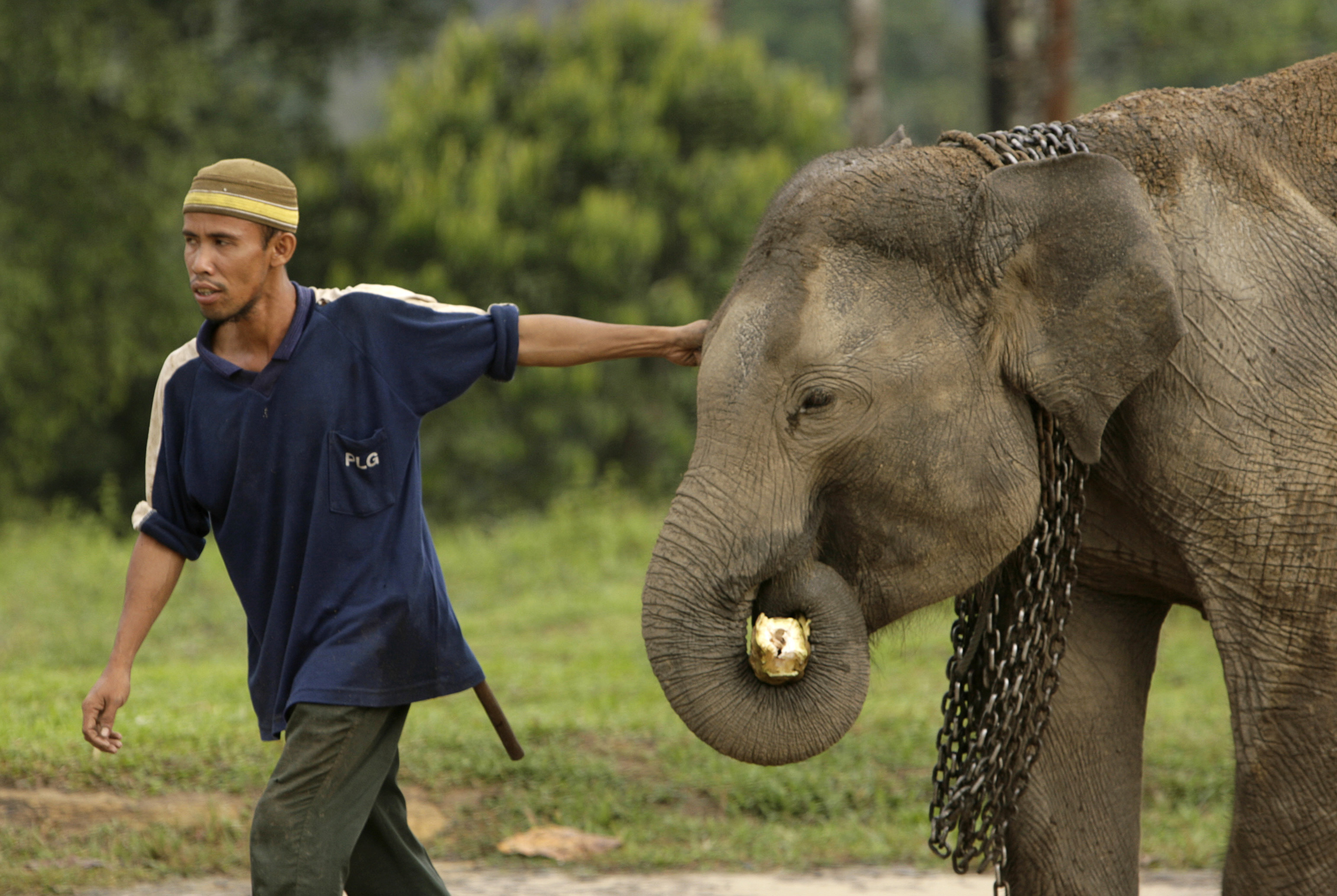 A trainer leads a Sumatran elephant on a walk during morning practice at the Elephant Training Centre in Minas