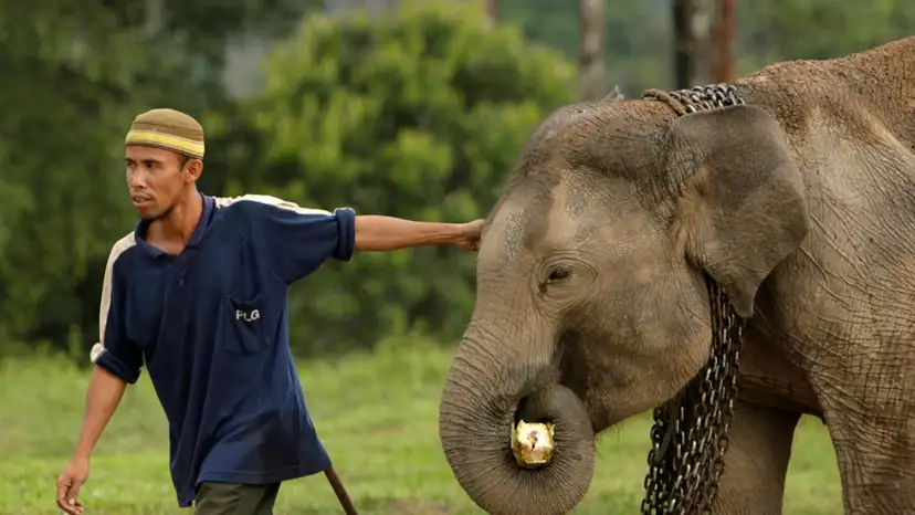 A trainer leads a Sumatran elephant on a walk during morning practice at the Elephant Training Centre in Minas
