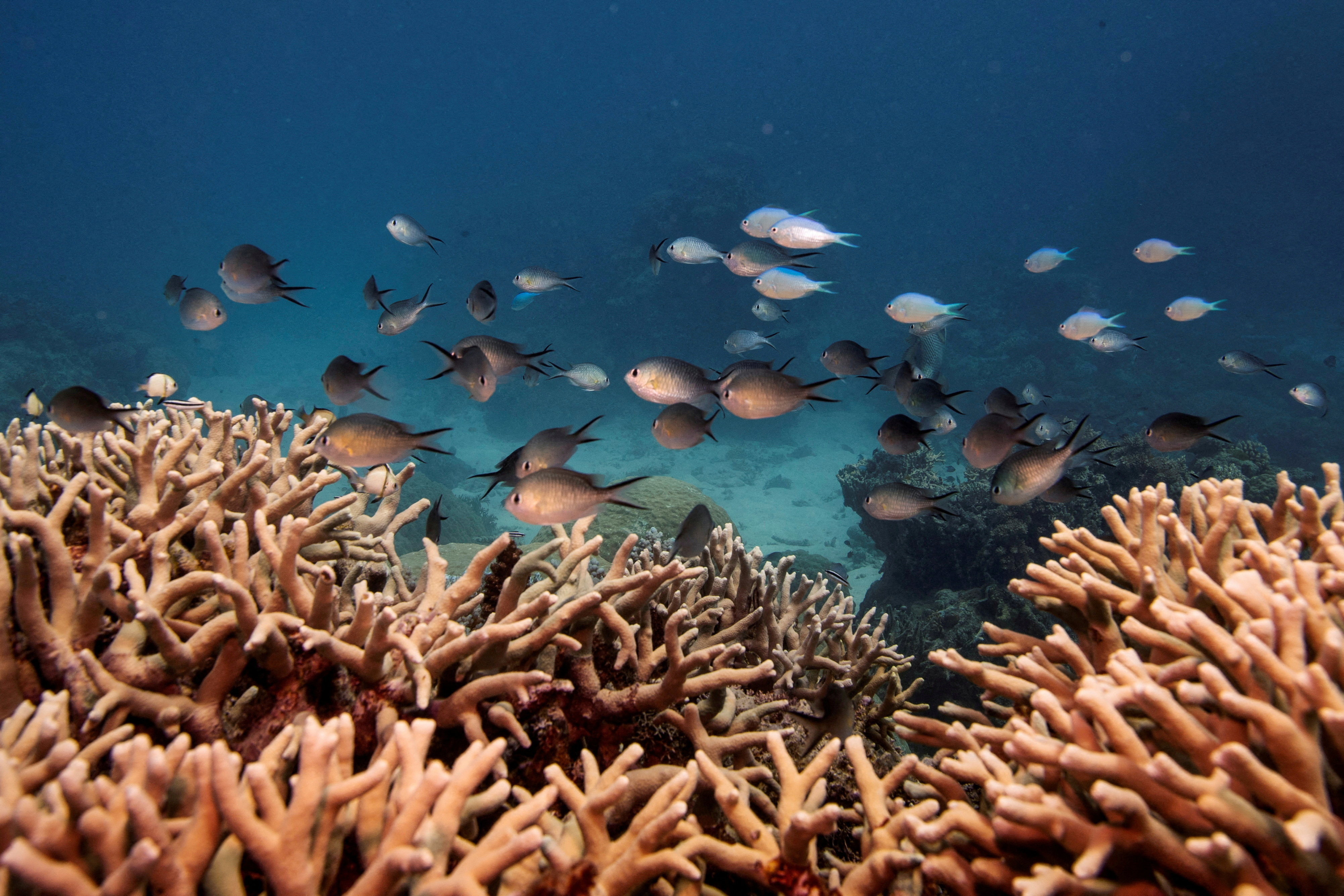 FILE PHOTO: A school of fish swim above a finger coral colony as it grows on the Great Barrier Reef off the coast of Cairns, Australia