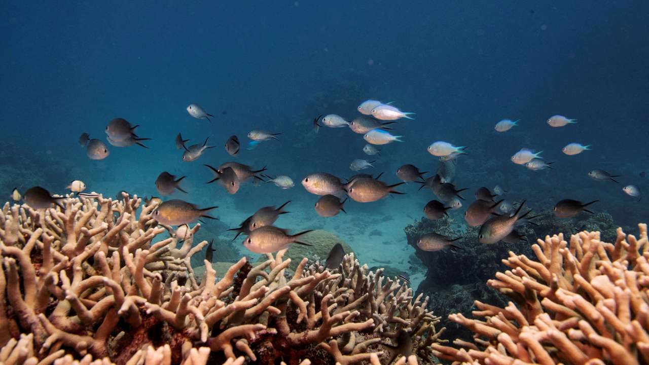 FILE PHOTO: A school of fish swim above a finger coral colony as it grows on the Great Barrier Reef off the coast of Cairns, Australia