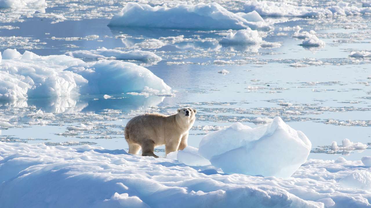 FILE PHOTO: Isolated Greenland polar bear population adapts to climate change