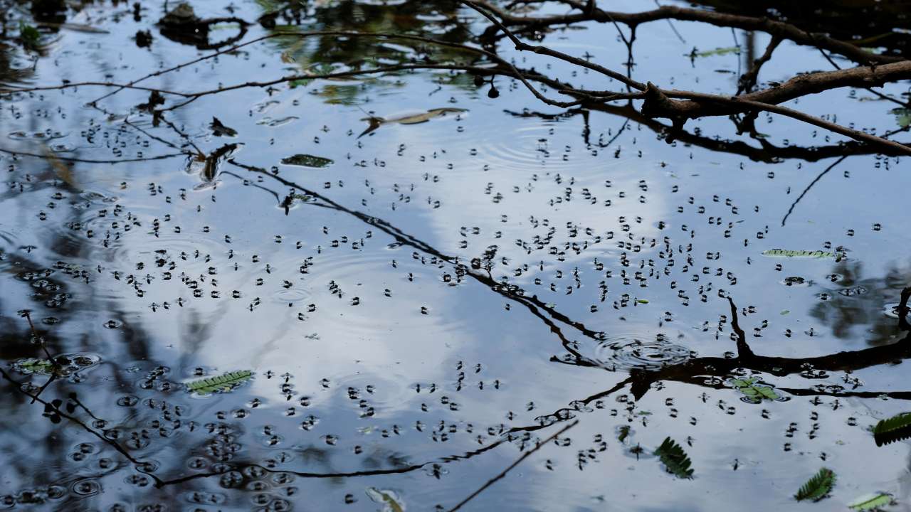 Dengue outbreak in Guatemala City
