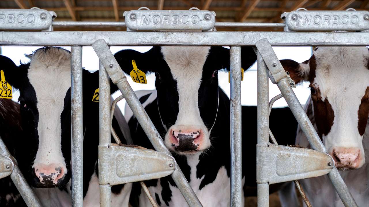 FILE PHOTO: Cows stand in their pen at a cattle farm in Rockford