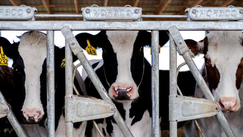 FILE PHOTO: Cows stand in their pen at a cattle farm in Rockford