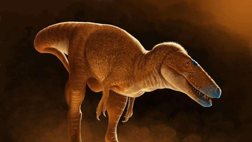 A life reconstruction of the newly identified dinosaur species Khankhuuluu mongoliensis, which lived 86 million years ago in Mongolia, is seen in this handout illustration