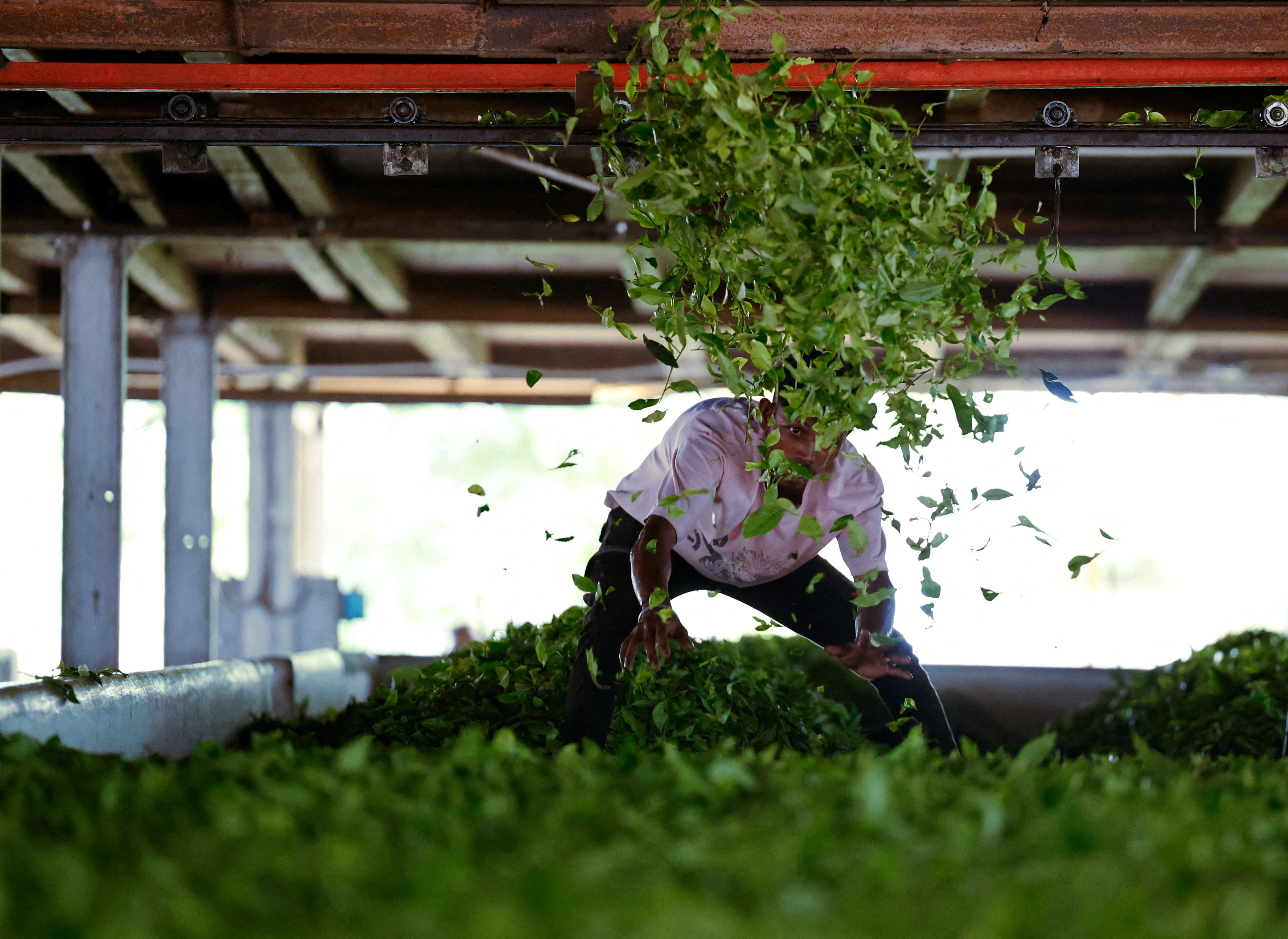 FILE PHOTO: A worker lays out freshly plucked tea leaves for the withering process inside a tea manufacturing unit at a tea estate in Tinsukia, Assam, India