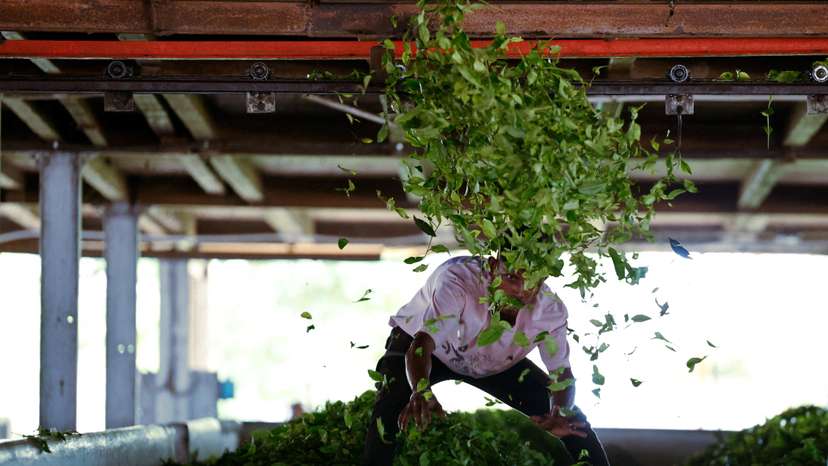 FILE PHOTO: A worker lays out freshly plucked tea leaves for the withering process inside a tea manufacturing unit at a tea estate in Tinsukia, Assam, India