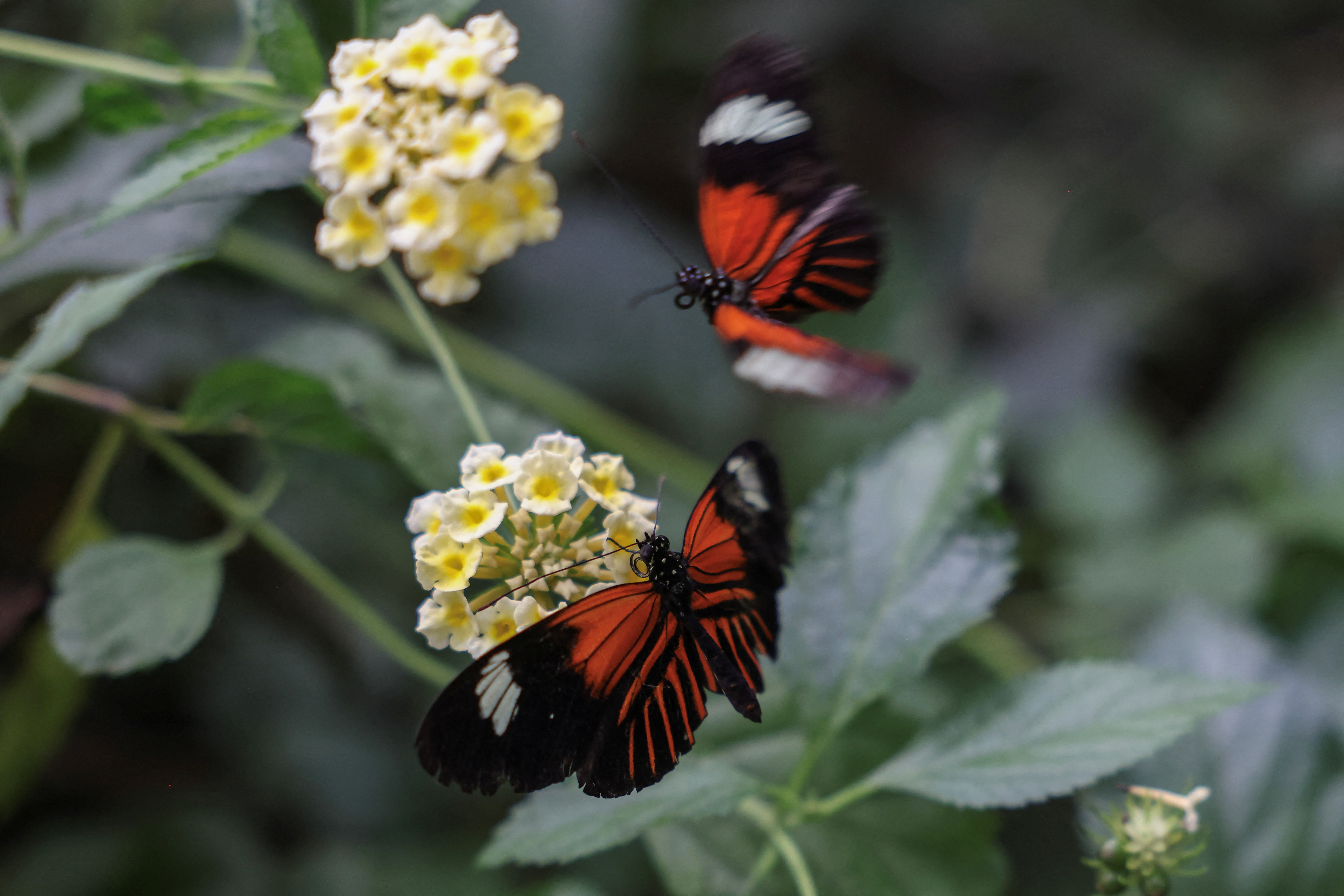 Warming temperatures could make butterflies in Greece change size