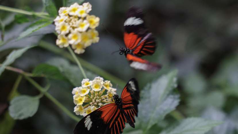 Warming temperatures could make butterflies in Greece change size
