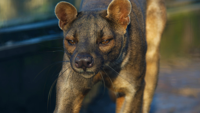 Fossa Madagascar