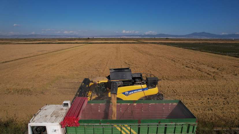 Greek farmers give broken rice a second life, in weddings