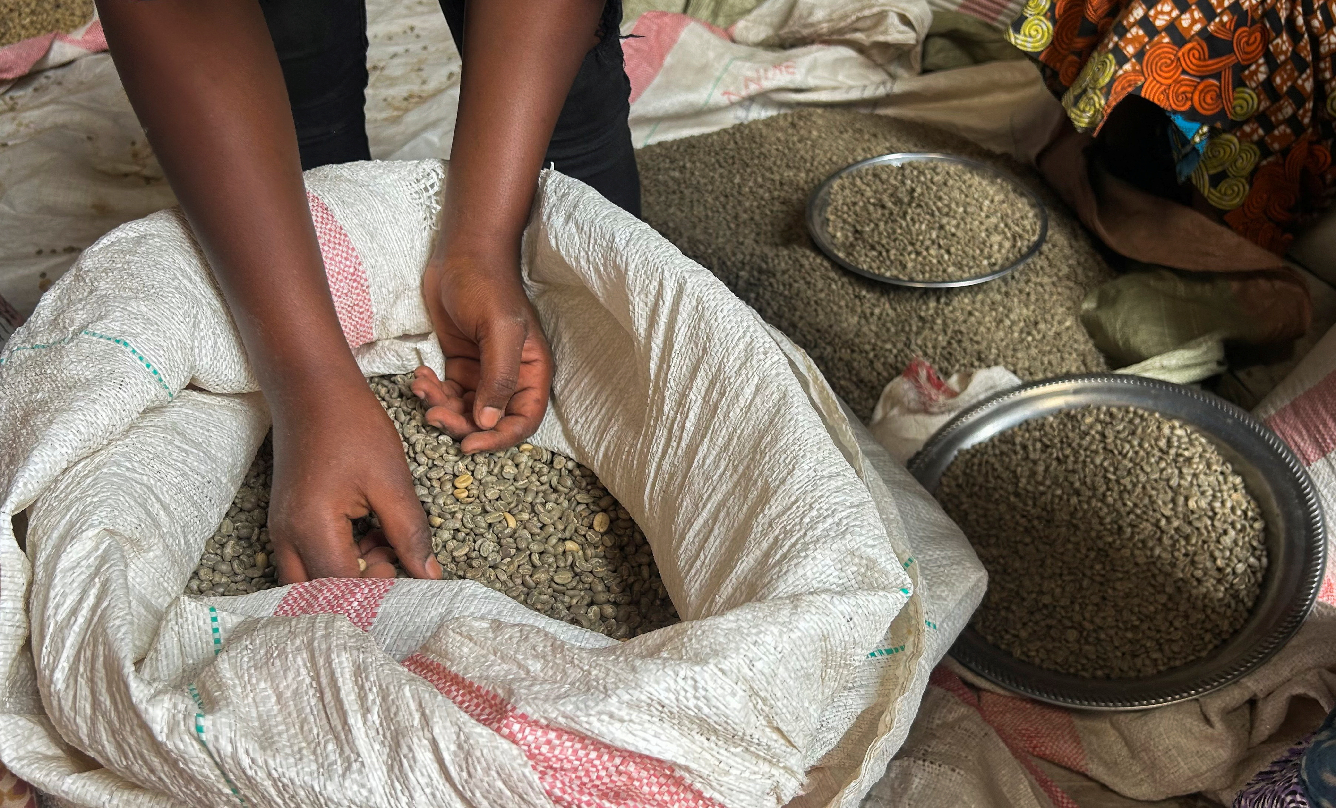 Conflict brews crisis for Congo's coffee farmers
