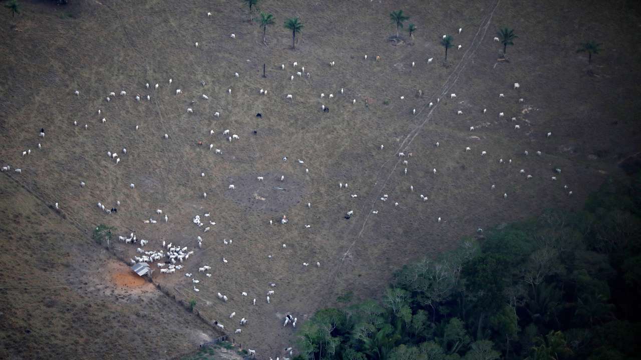 FILE PHOTO: An aerial view shows cattle on a deforested plot of the Amazon near Porto Velho