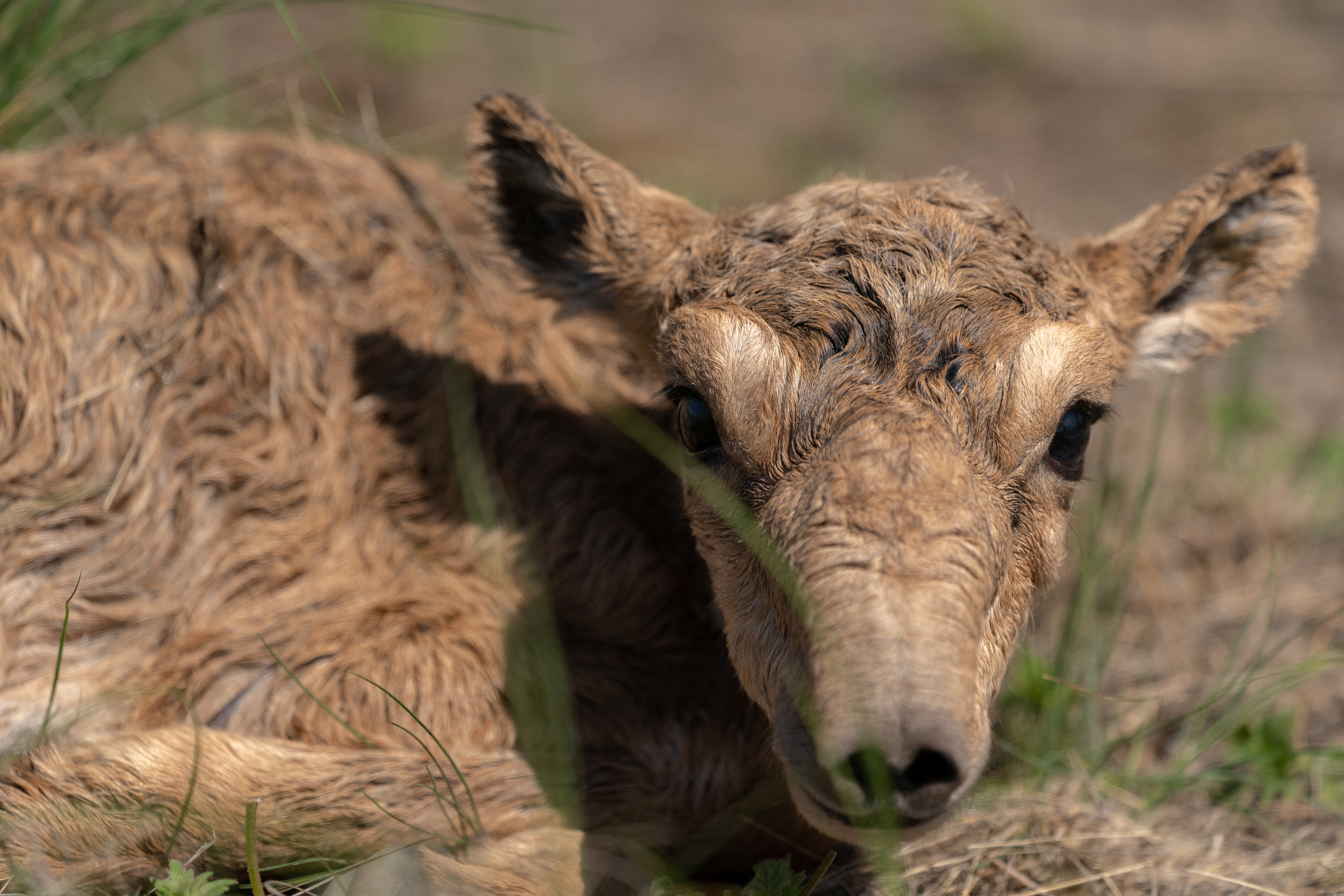 FILE PHOTO: A newborn saiga antelope calf lies in the steppe in the West Kazakhstan Region