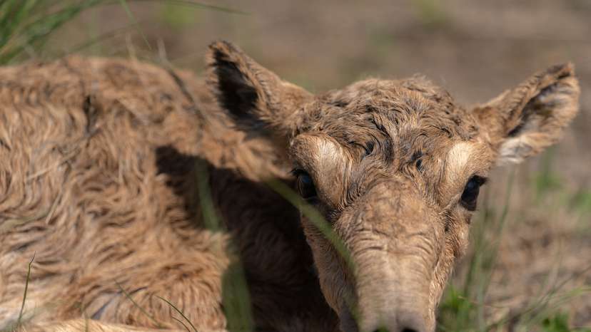 FILE PHOTO: A newborn saiga antelope calf lies in the steppe in the West Kazakhstan Region