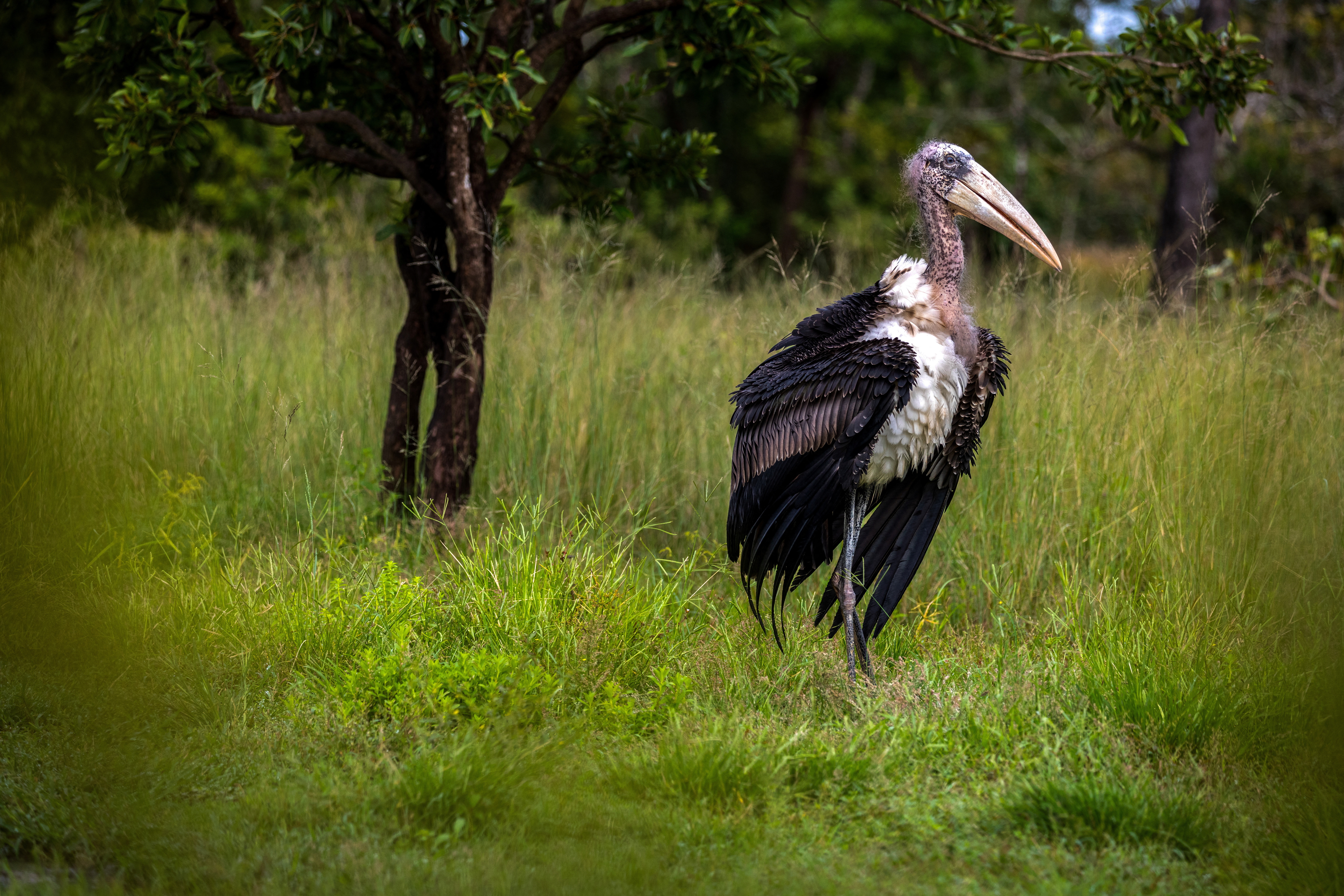 Cambodia's first-ever successfully captive bred Greater Adjutant Storks brings hope to species survival