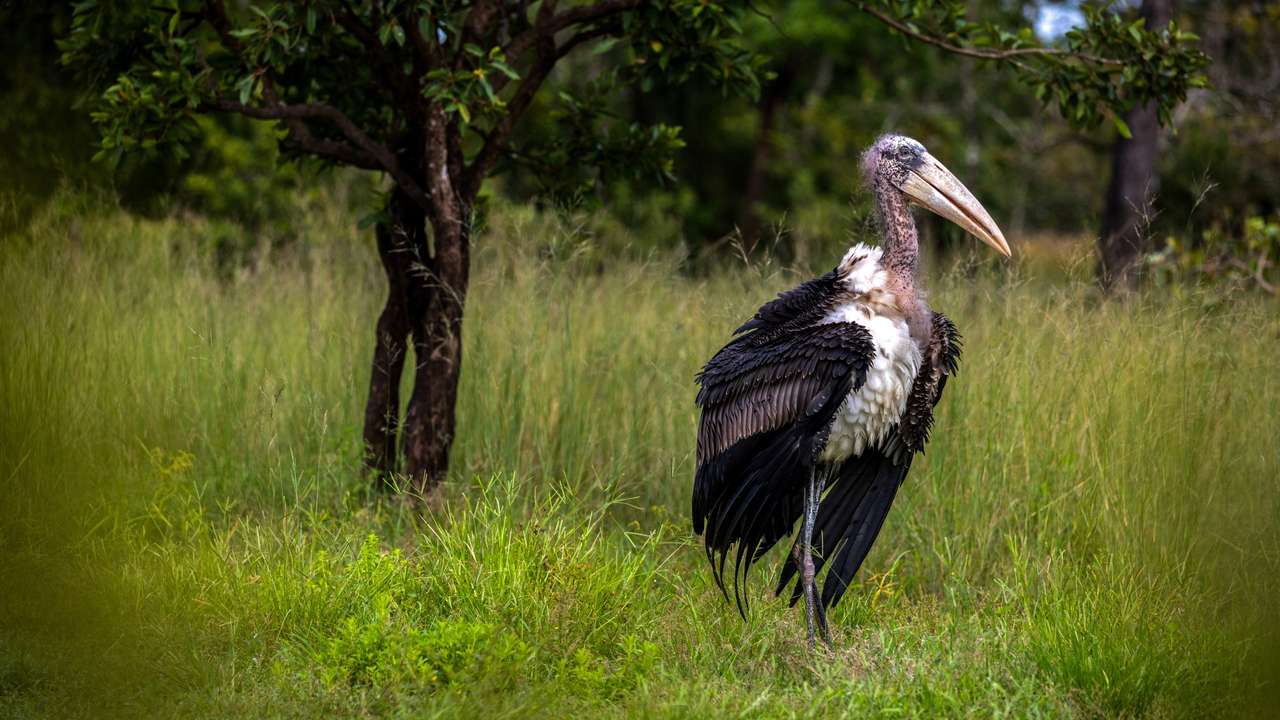 Cambodia's first-ever successfully captive bred Greater Adjutant Storks brings hope to species survival