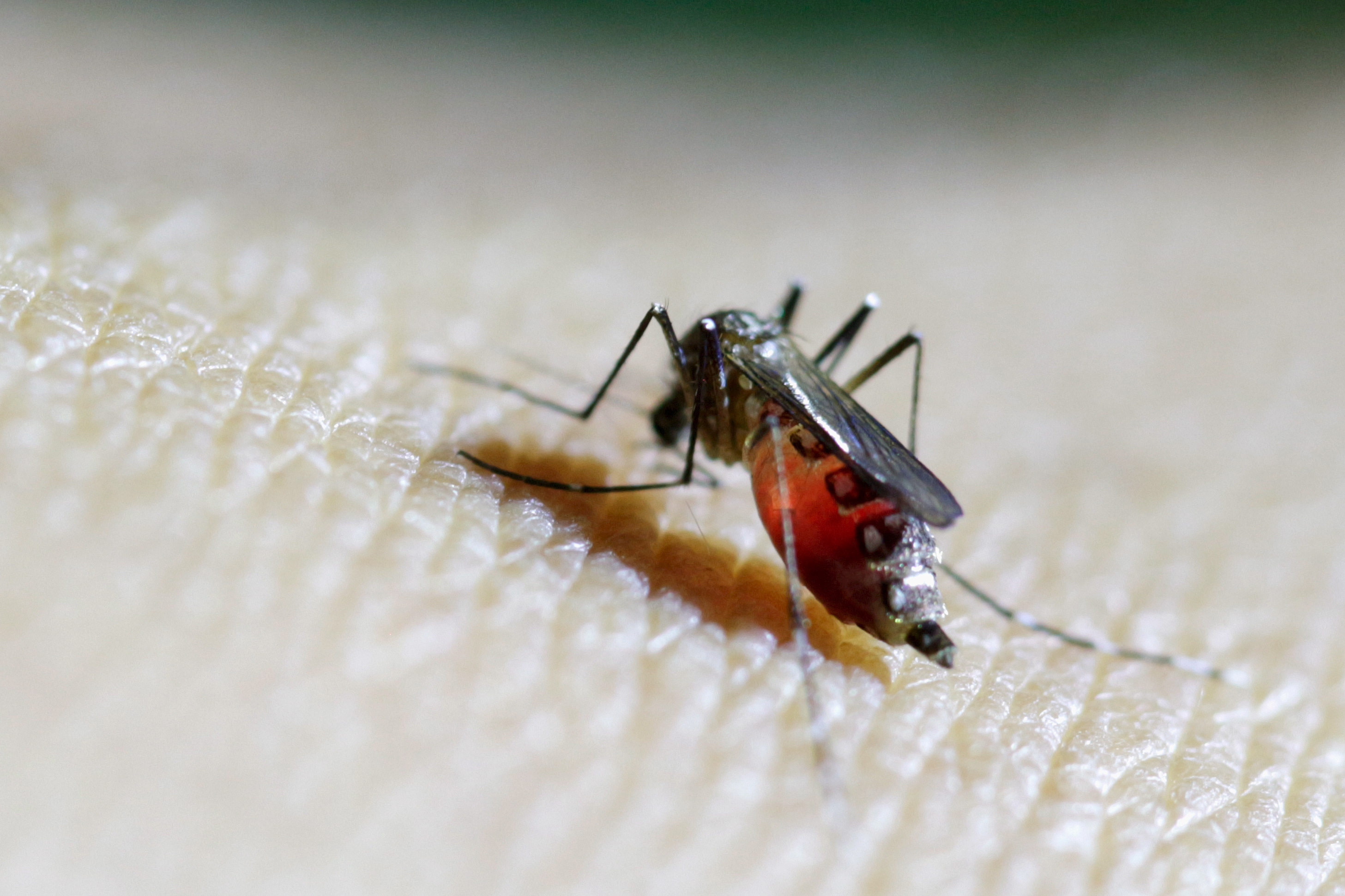 Female Aedes aegypti mosquito is seen on a health technician in Guatemala City
