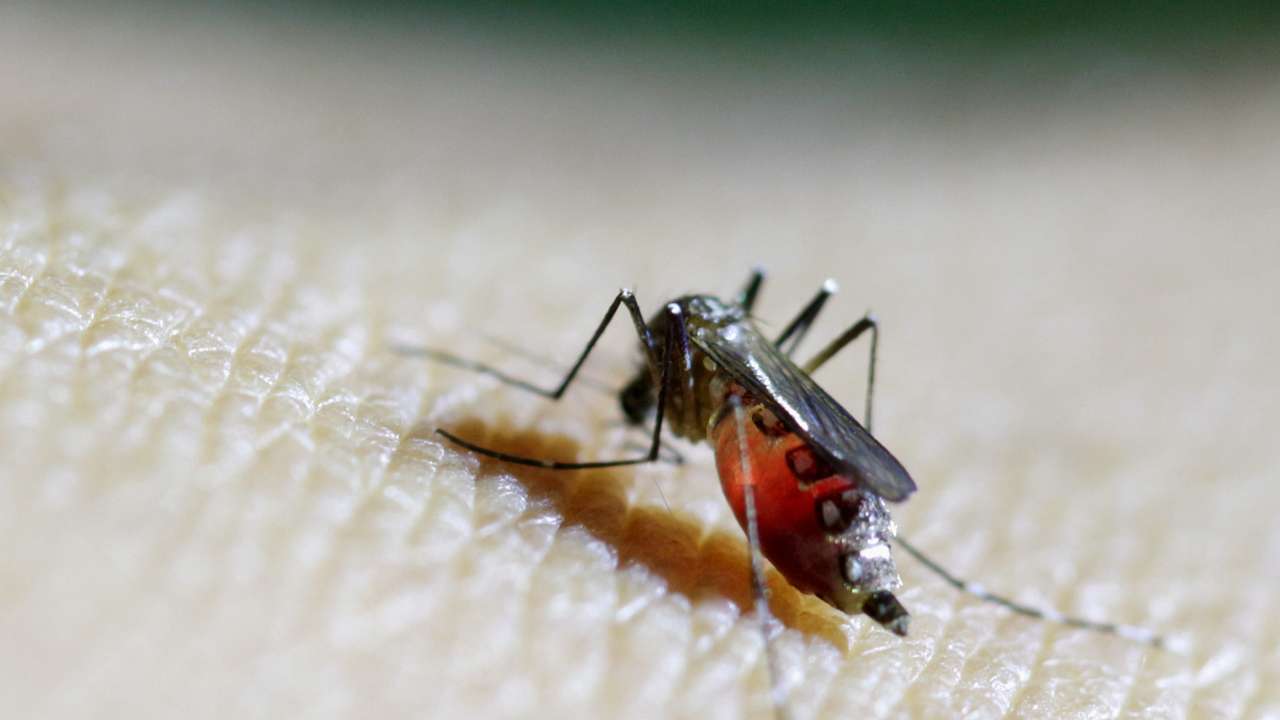 Female Aedes aegypti mosquito is seen on a health technician in Guatemala City