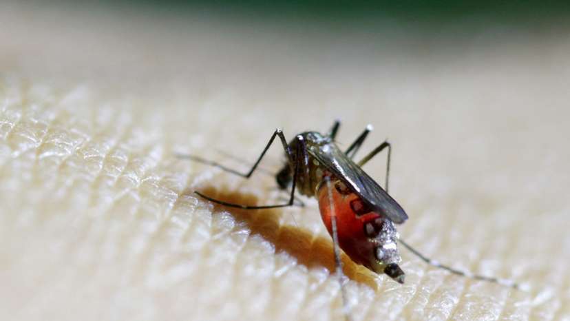 Female Aedes aegypti mosquito is seen on a health technician in Guatemala City
